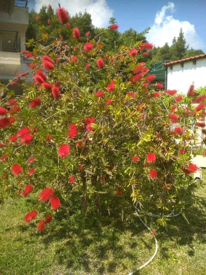 Paradiso Όρμος Παναγιάς Εξωτερικό φωτογραφία